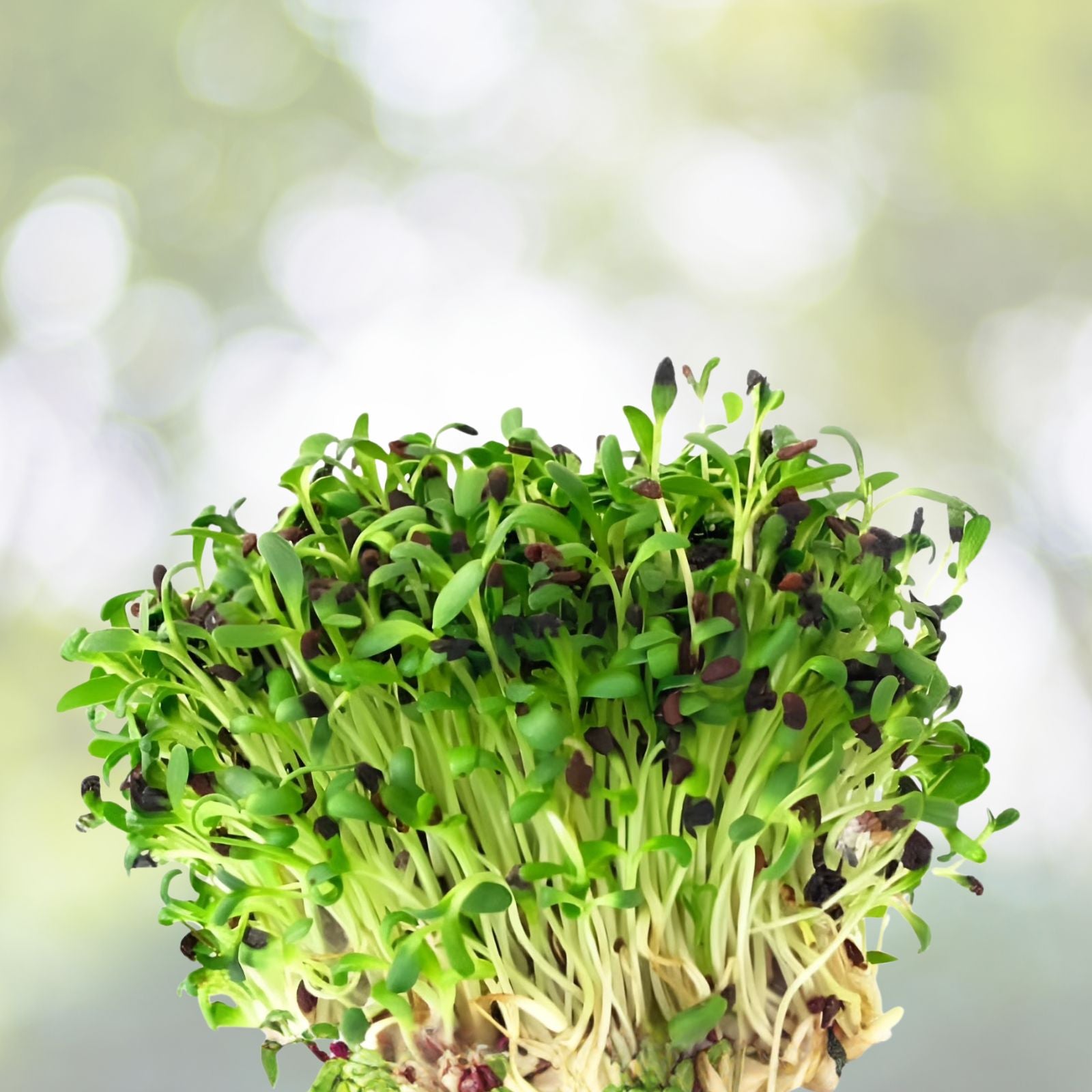 Alfalfa Sprout Seeds 1000 Pack Organic Non-GMO Medicago sativa for Sprouting & Gardening Superfood