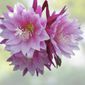 Epiphyllum Orchid Cactus Cutting DANTE Variety Tropical Houseplant Exotic Garden Live Plant