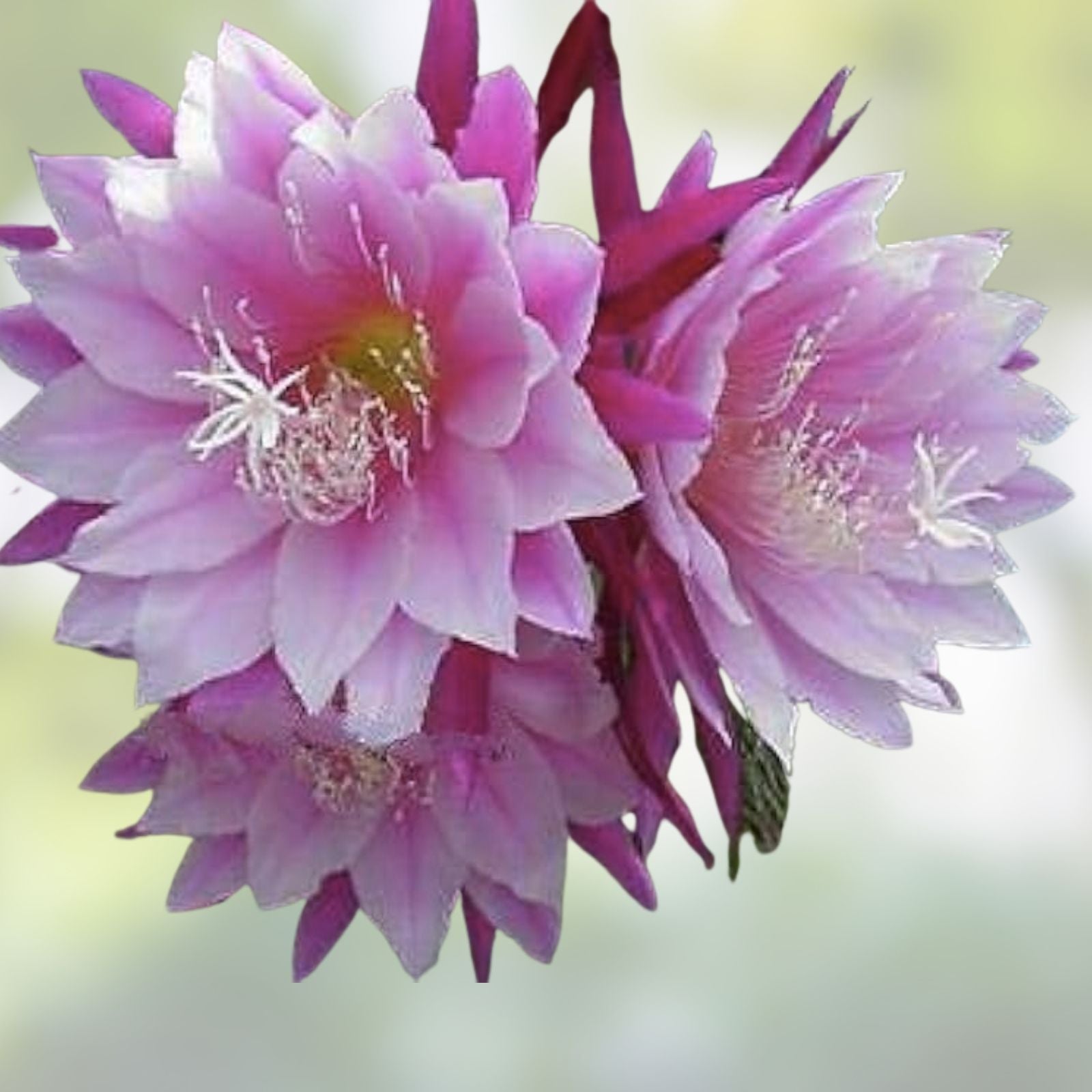 Epiphyllum Orchid Cactus Cutting DANTE Variety Tropical Houseplant Exotic Garden Live Plant