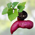 Sweet Purple Potato Slips 40 Pack Organic Ipomoea batatas Live Plant Cutting Heirloom Edible Root Vegetables