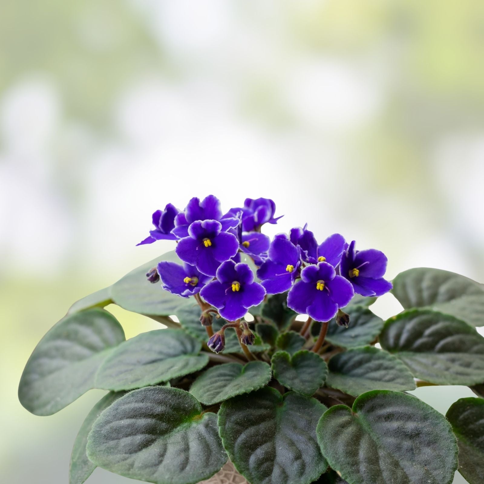 African Violet Leaf Cuttings 10 Varieties, Variegated Saintpaulia, Houseplant Starter Plants, Live Plant, Indoor Plant