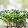 Fresh Watercress Plants with Roots - Live Vegetables for Gardening - Nasturtium officinale - BloomHavenNursery
