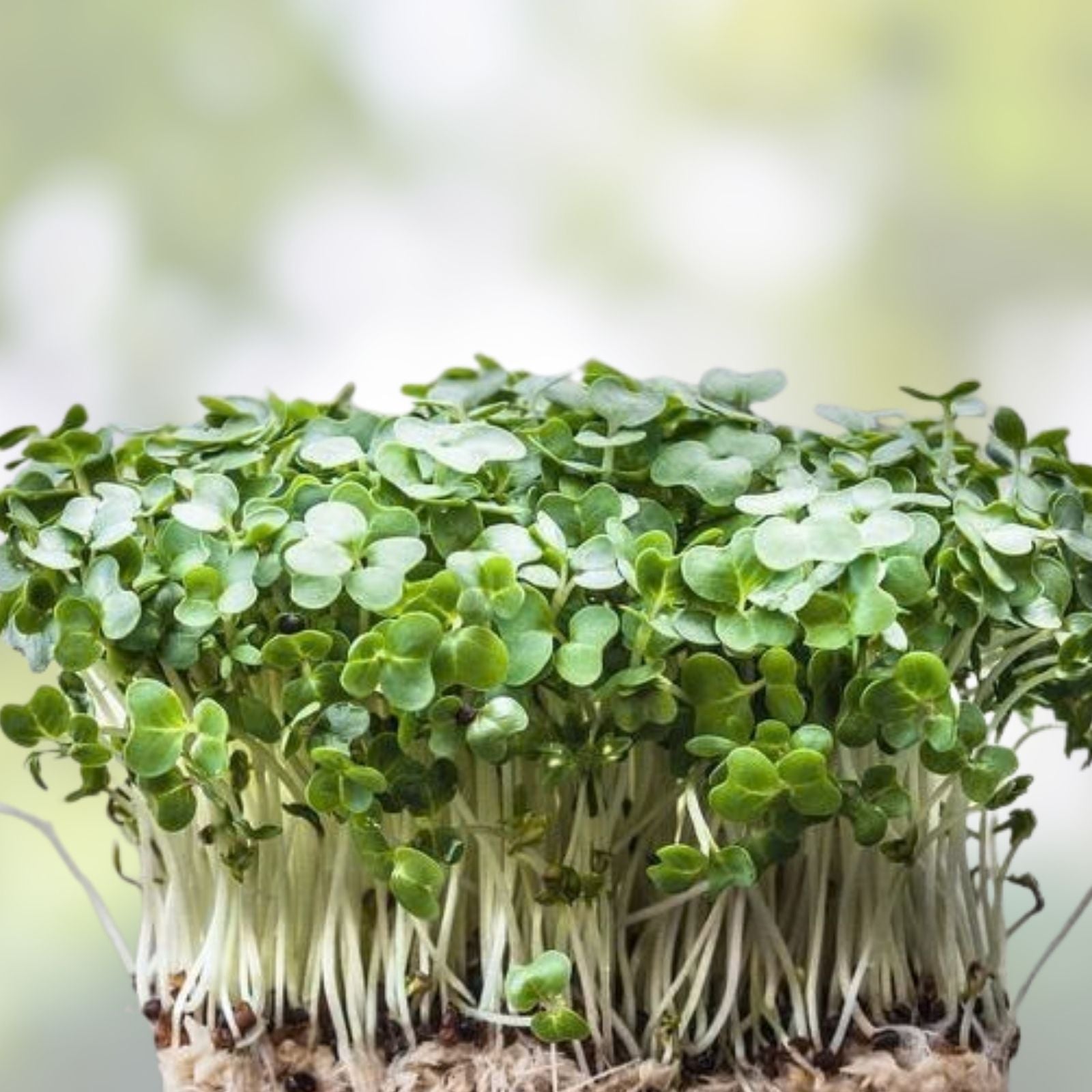 Fresh Watercress Plants with Roots - Live Vegetables for Gardening - Nasturtium officinale - BloomHavenNursery