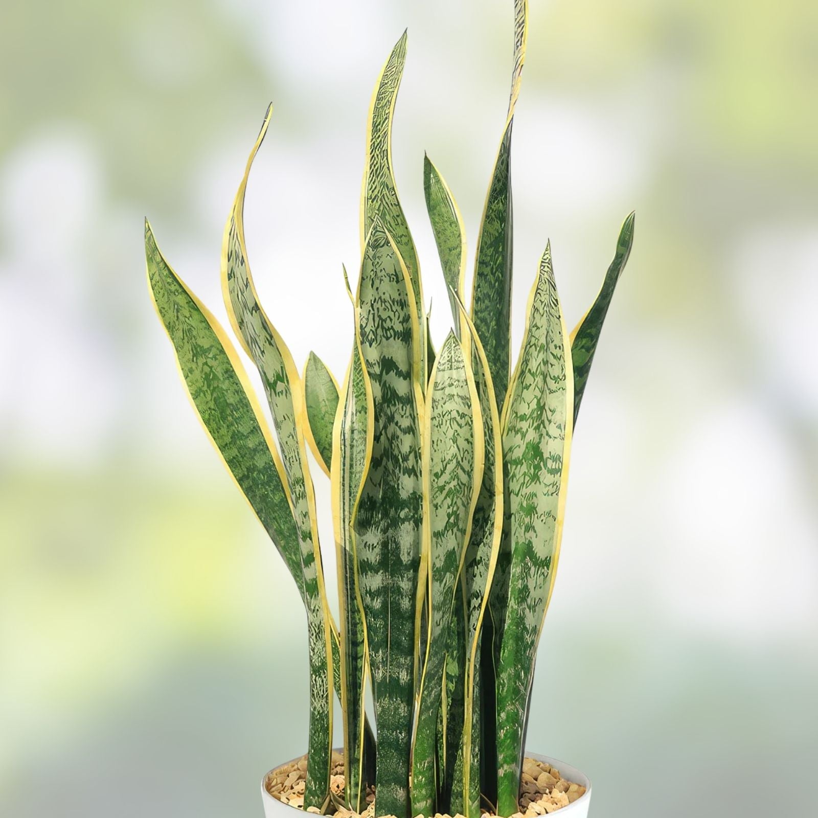 Sansevieria Snake Plant Leaf Cuttings 4 Pack – Indoor Houseplant, Easy Care, Green Variegated, Succulent, Starter Plant
