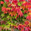 Carolina Buckthorn Seeds 15 Pack Native Shrubs Rhamnus caroliniana for Planting Ornamental Landscaping and Native Gardens