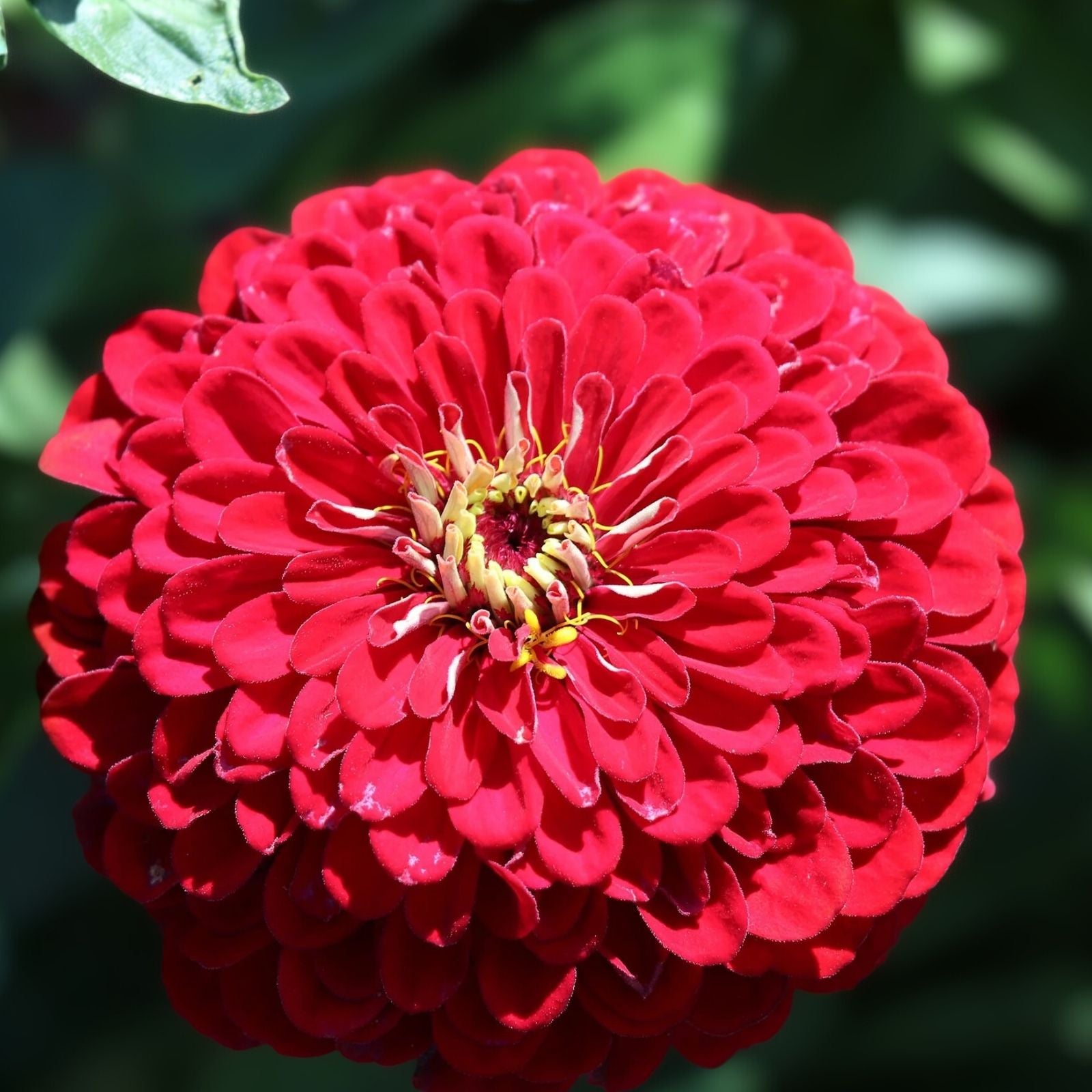 Zinnia elegans Seeds Meteor Red Vibrant Annual Flower Seeds for Garden Containers Live Plant Cutting Bare Root Starter Plant