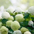 Rooted Hydrangea arborescens Anabelle Cutting - Live Garden Plant, Flowering Shrub, Starter Plant