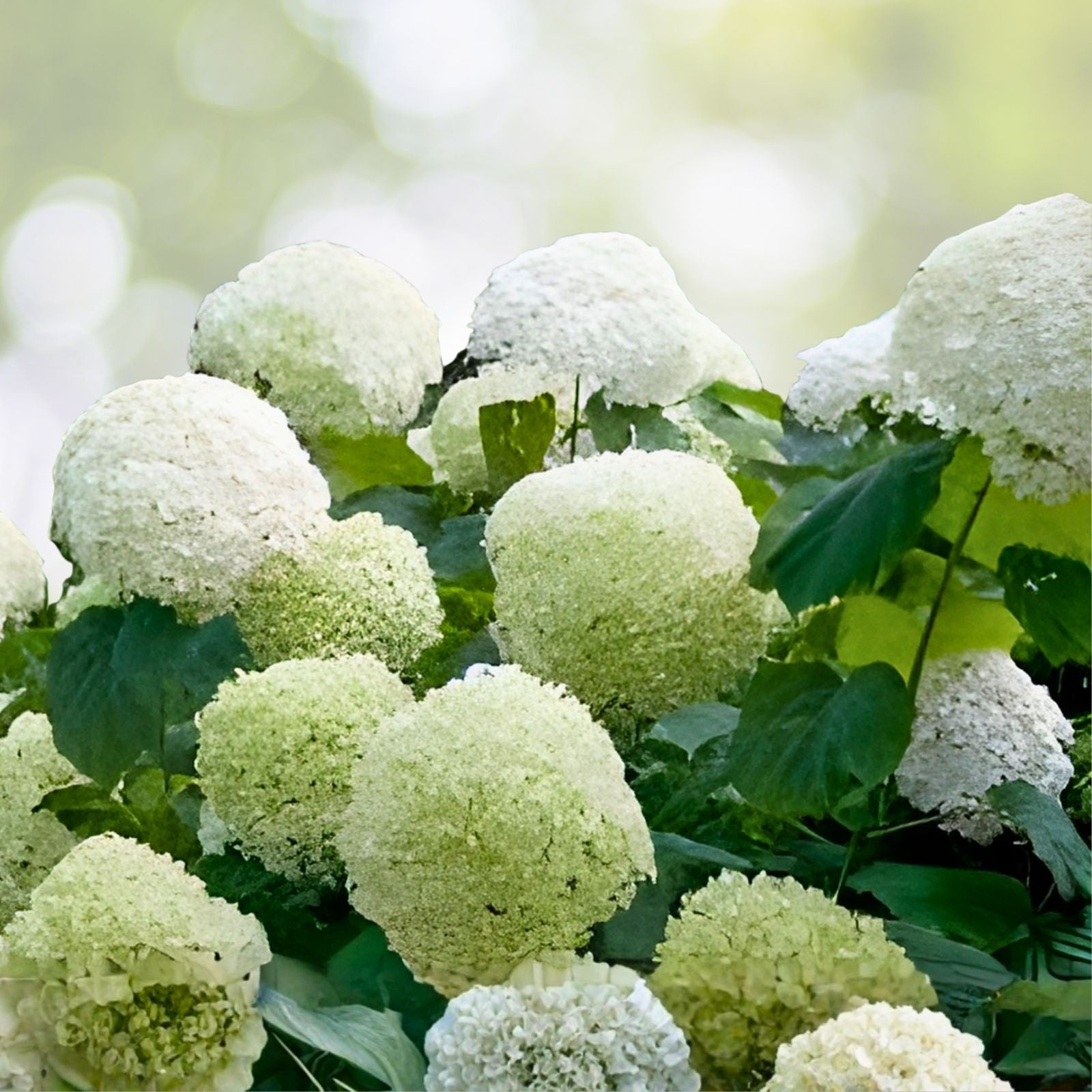 Rooted Hydrangea arborescens Anabelle Cutting - Live Garden Plant, Flowering Shrub, Starter Plant