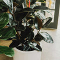 Brooklyn Dark Ficus elastica Cutting 3 Nodes 8 Inches Indoor Houseplant Easy Care Decorative Foliage