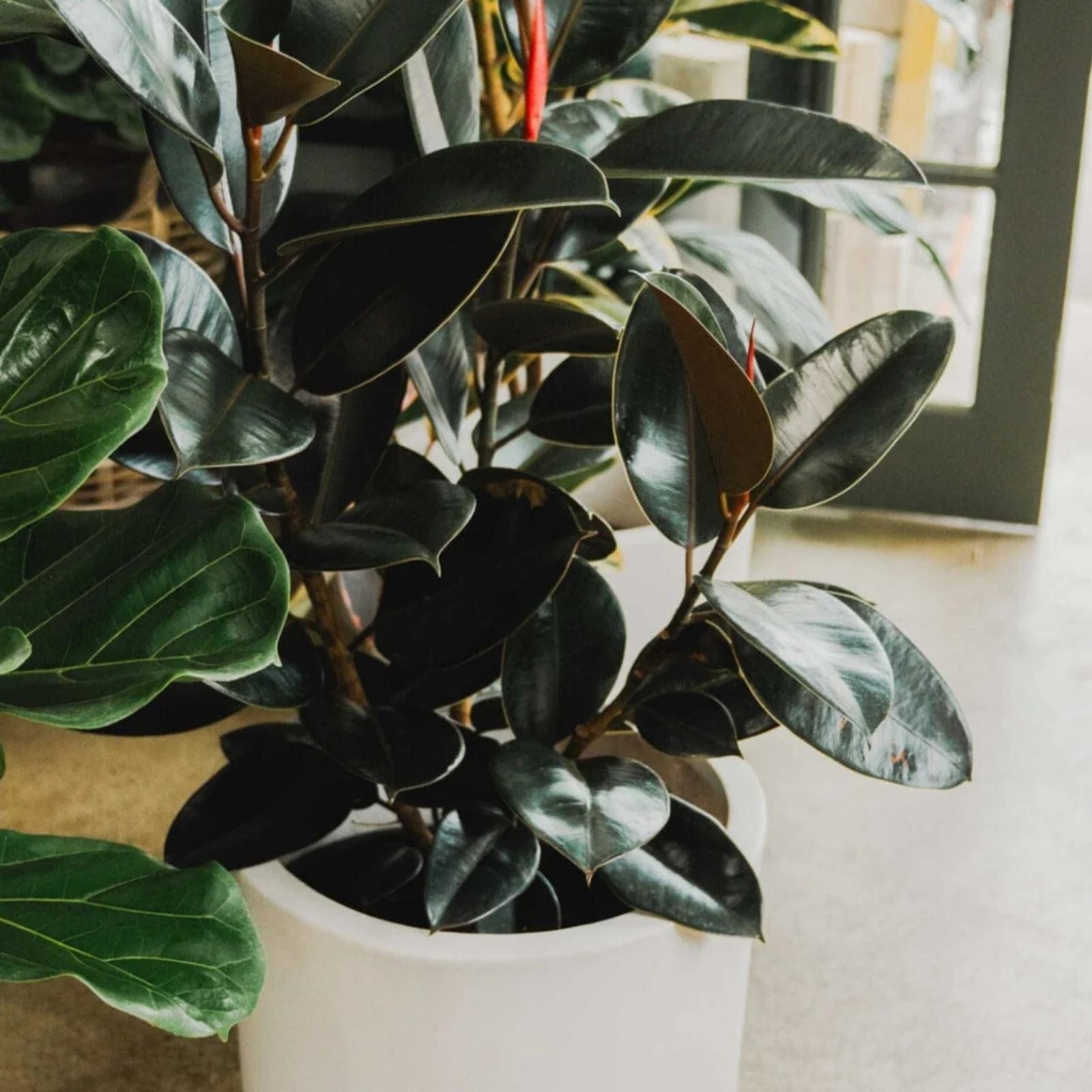 Brooklyn Dark Ficus elastica Cutting 3 Nodes 8 Inches Indoor Houseplant Easy Care Decorative Foliage