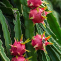Red Dragon Fruit Cutting Hylocereus undatus Live Plant Dark Pink Skin Red Flesh Starter Plant