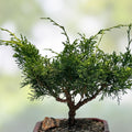 Shimpaku Bonsai Tree 18” Itoigawa Juniperus chinensis Literati Style Live Plant in Pot, Jin/Shari Style