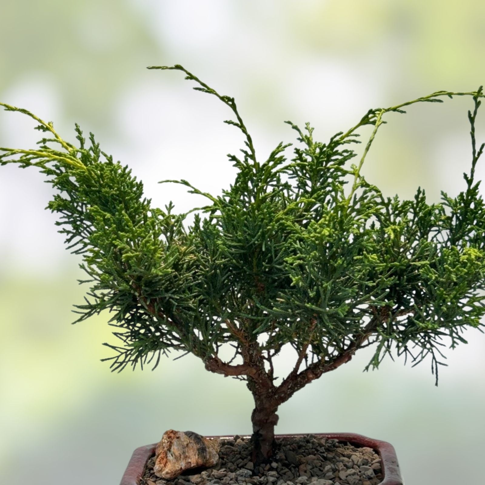 Shimpaku Bonsai Tree 18” Itoigawa Juniperus chinensis Literati Style Live Plant in Pot, Jin/Shari Style