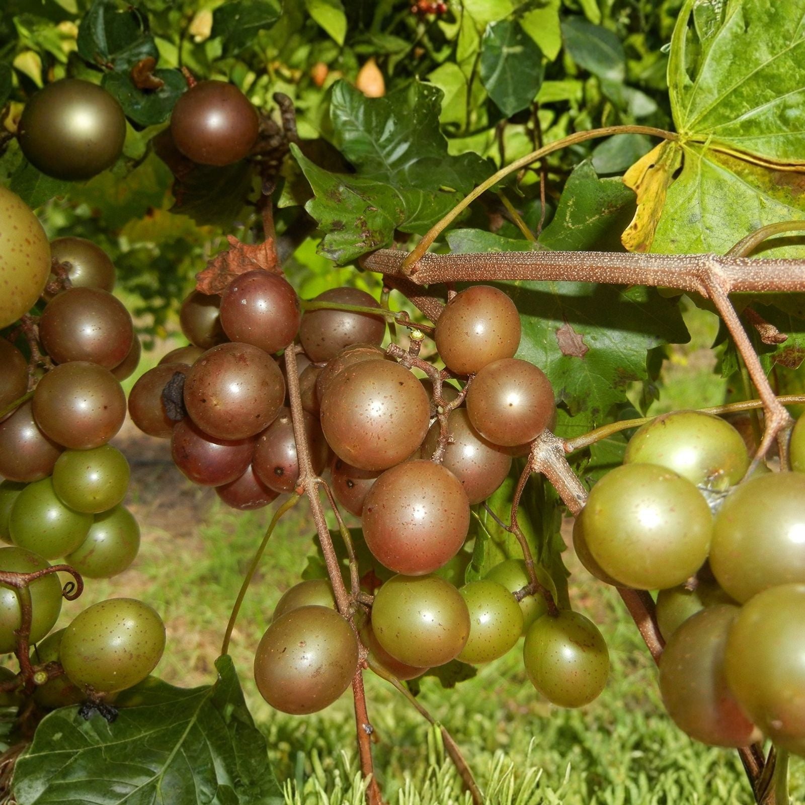 Live Scuppernong Muscadine Grape Seedling Vitis rotundifolia Bare Root Vine for Garden Landscape