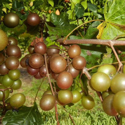 Live Scuppernong Muscadine Grape Seedling Vitis rotundifolia Bare Root Vine for Garden Landscape