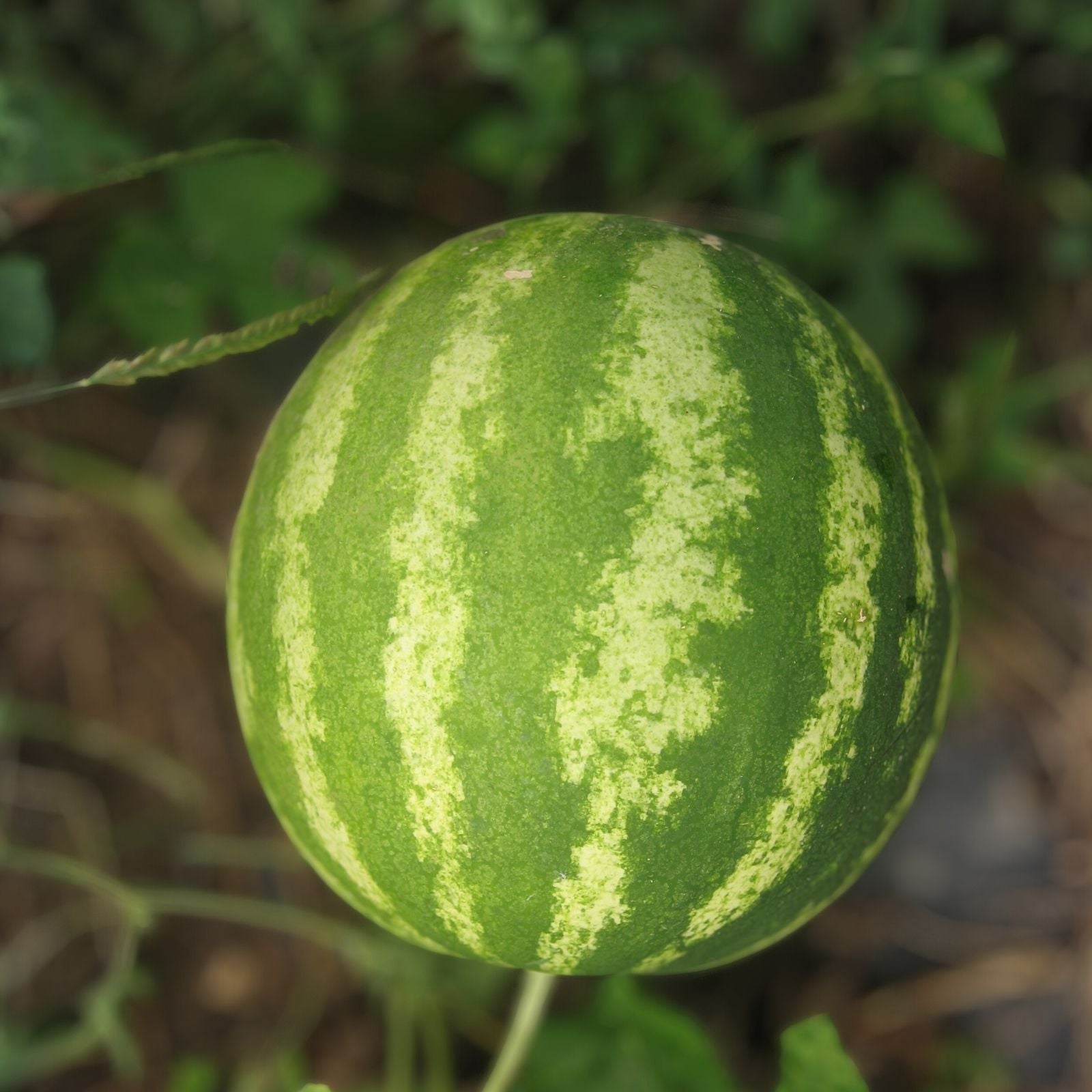 Heirloom Muskmelon Seeds Edisto 47 Non-GMO Cantaloupe Seeds for Gardening Farming Cucumis melo 25+