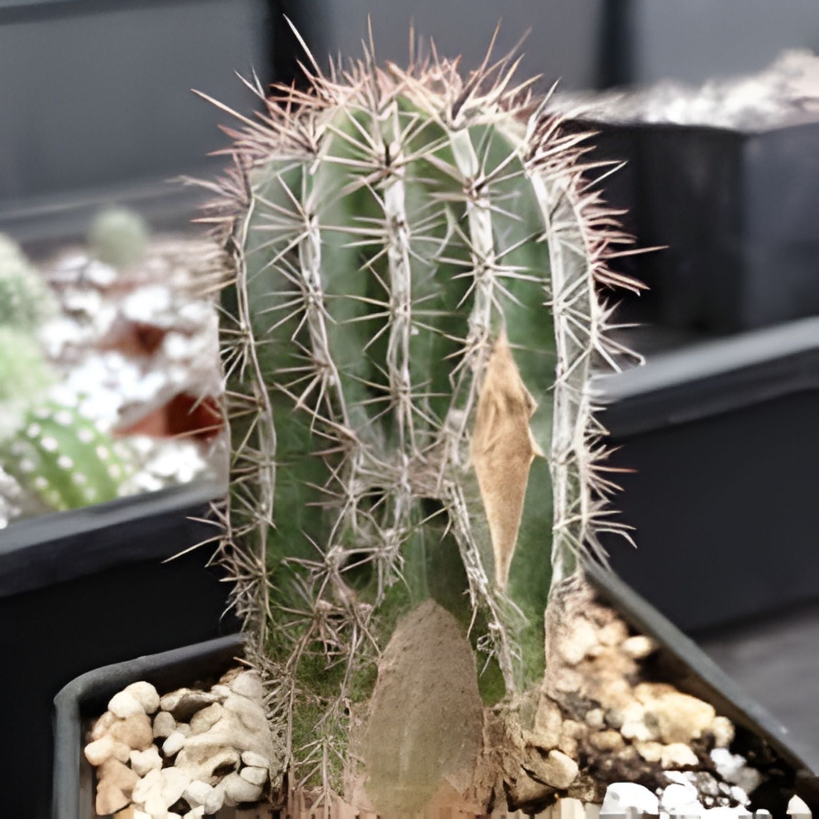 Echinopsis Hybrid Riverside Succulent Cutting Large Unrooted Cactus Plant 12x4 Inches for Cacti and Succulents