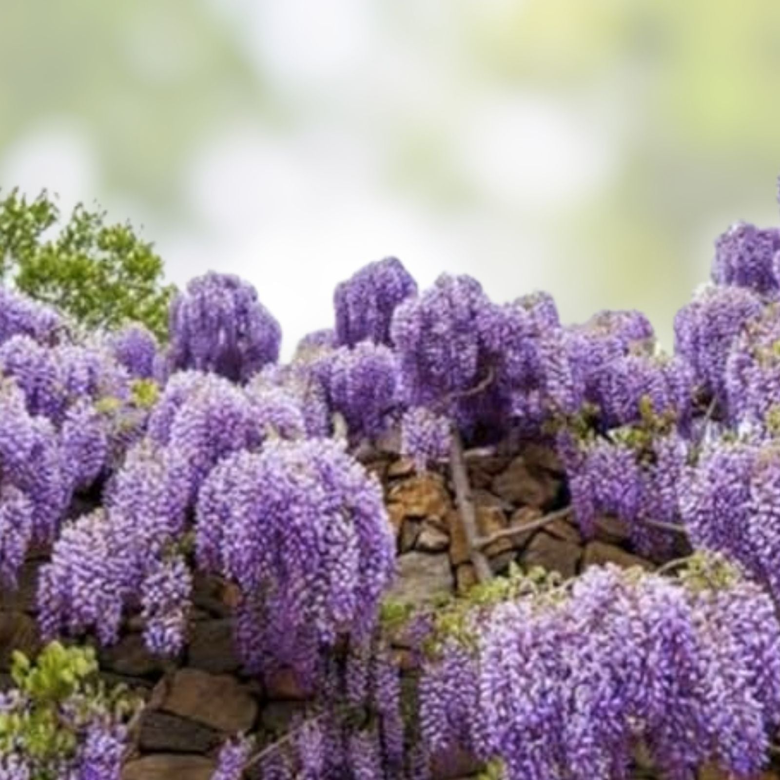 Purple Wisteria Seeds 20 Count Flowering Vine for Garden Planting Wisteria sinensis Bare Root Starter Plant