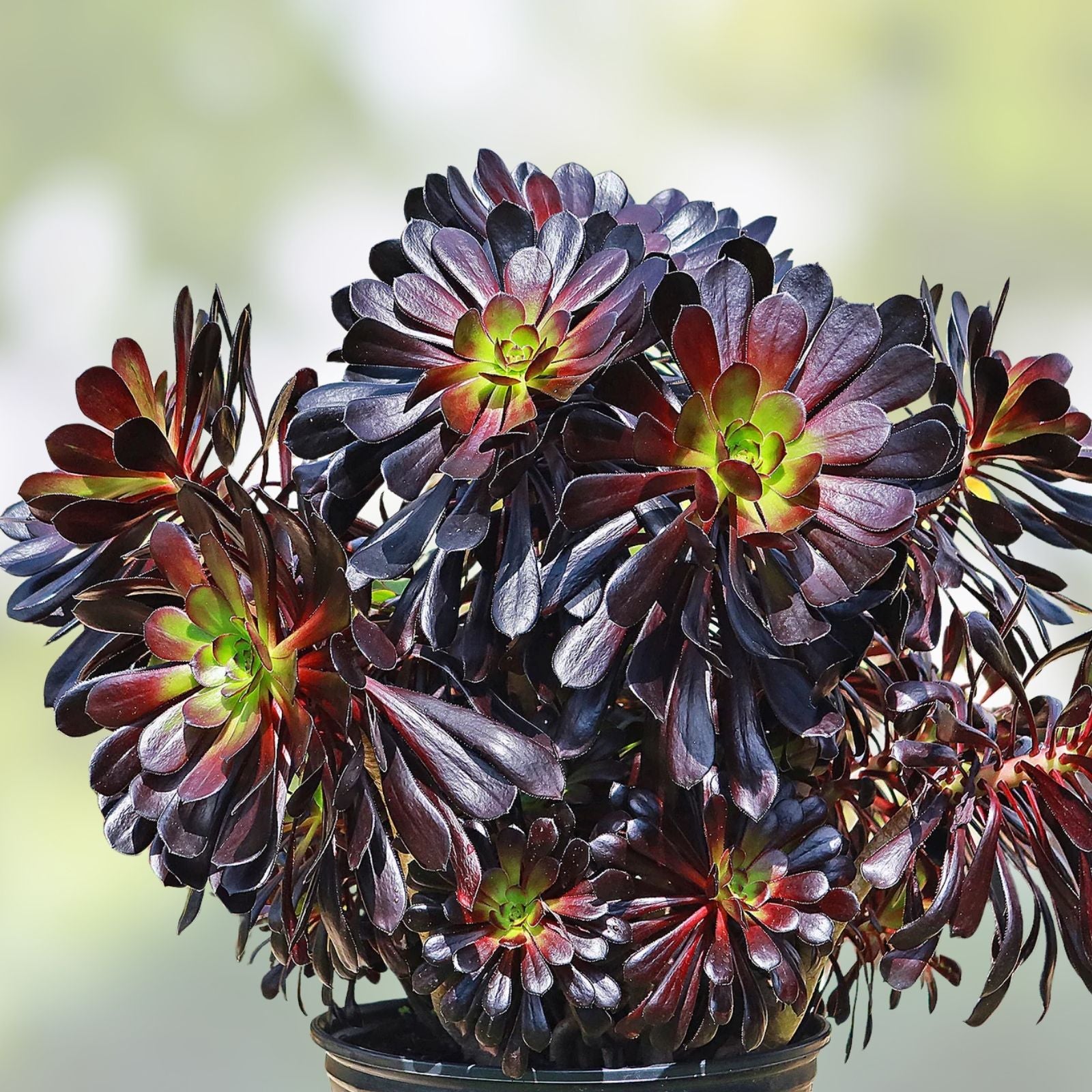 Aeonium Black Rose Succulent Cuttings 2 Pack, Indoor Houseplants, Easy Care, Deep Purple, Live Plant, Starter Plant