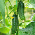 Cucumber Seeds Heirloom Non-GMO Marketer Variety Vegetable Seeds 100 Count Cucumis sativus for Gardening