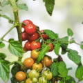 Red Cherry Tomato Seeds 100 Organic Non-GMO Heirloom Starter Plants for Home Garden, Vegetable Seeds
