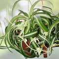 Variegated Bonnie Curly Spider Plant Cuttings – 2 Live Baby Plants – Chlorophytum Comosum – Indoor Houseplants, Easy Care