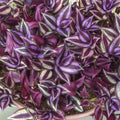 Wandering Jew Plant Cuttings Tradescantia Green Indoor Houseplant Starter Live Propagation