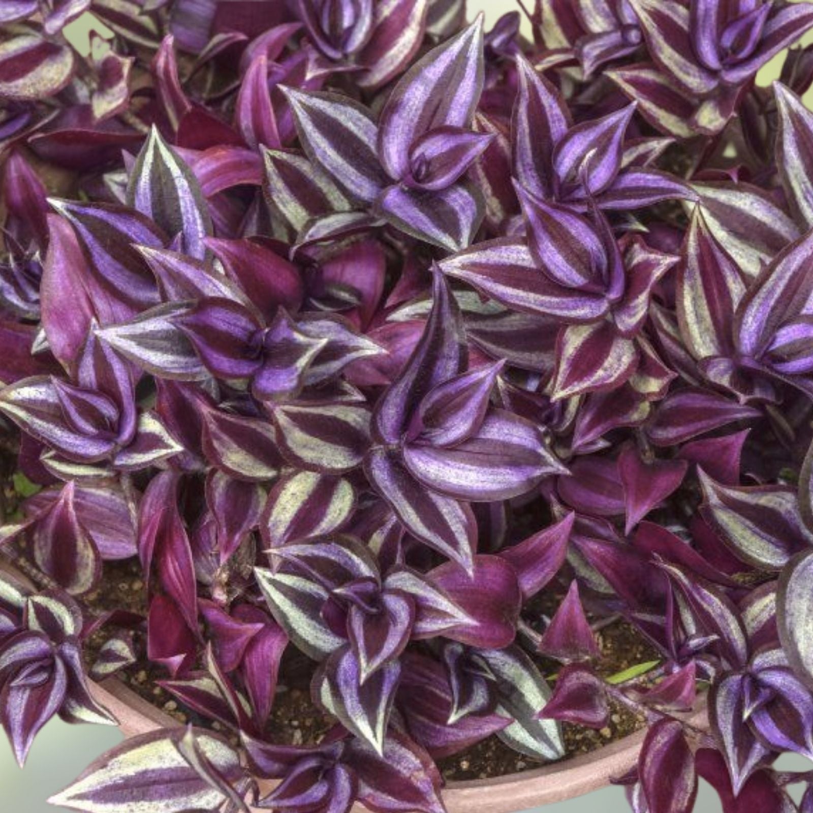 Wandering Jew Plant Cuttings Tradescantia Green Indoor Houseplant Starter Live Propagation