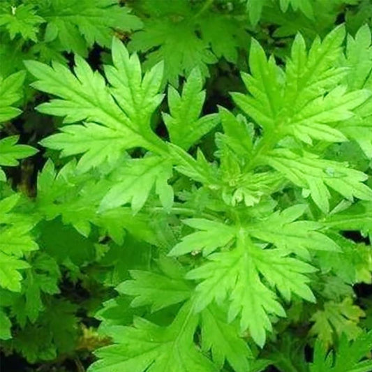 Mugwort Herb Seeds 100 Pack - Organic Artemisia vulgaris for Culinary & Medicinal Use - New Harvest Quality
