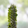 Alluaudia montagnacii Succulent Plant Madagascar Rare Drought Tolerant Houseplant Cutting