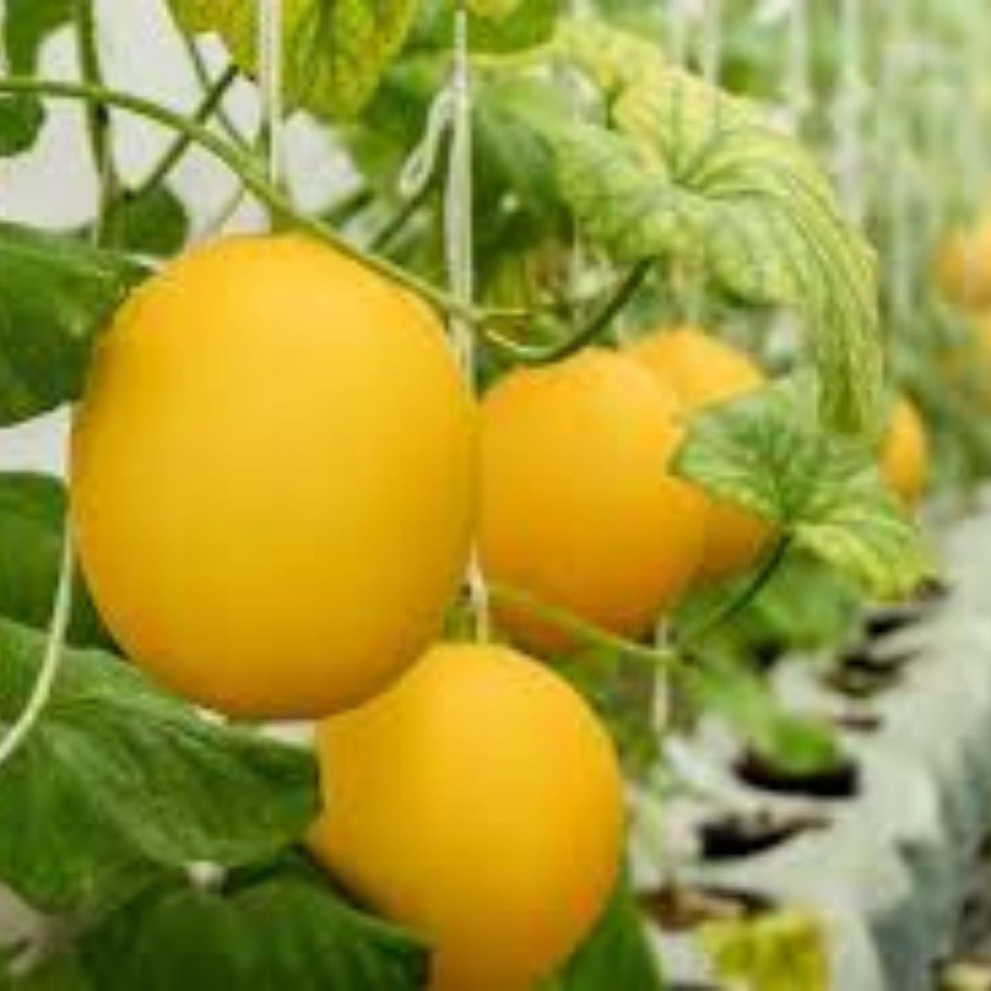 Hanging Canary Yellow Melon Seeds - 10 Seeds - Cucumis melo - USA Grown, Fast Shipping