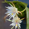 Unrooted Orchid Cactus Cuttings 12-Pack Epiphyllum Hookeri Succulents Indoor Garden Houseplant Starter