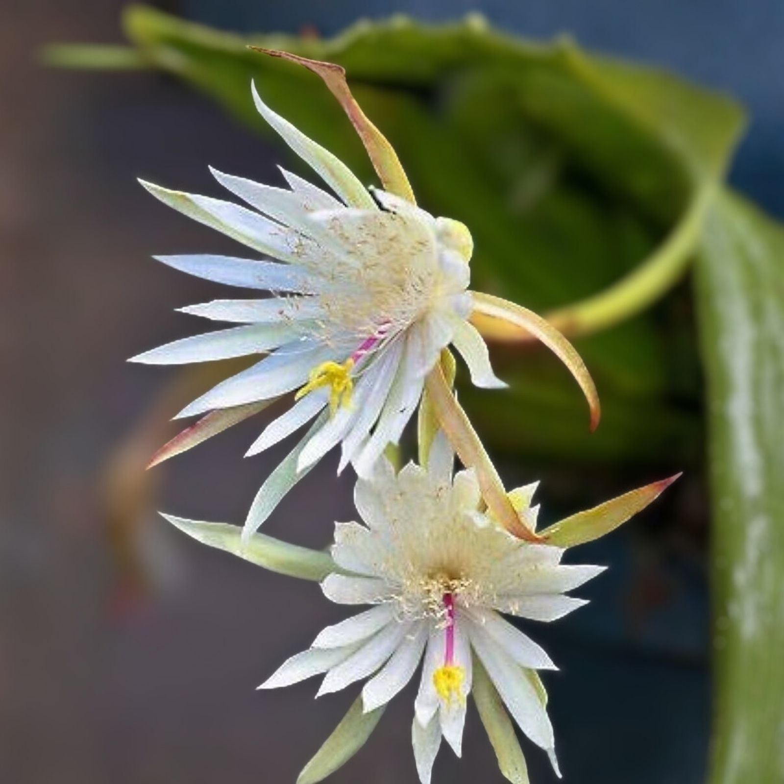 Unrooted Orchid Cactus Cuttings 12-Pack Epiphyllum Hookeri Succulents Indoor Garden Houseplant Starter