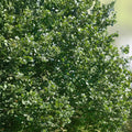 Sycamore Tree Bare Root Live Plant 18+ Inches Deciduous Shade Tree Platanus occidentalis