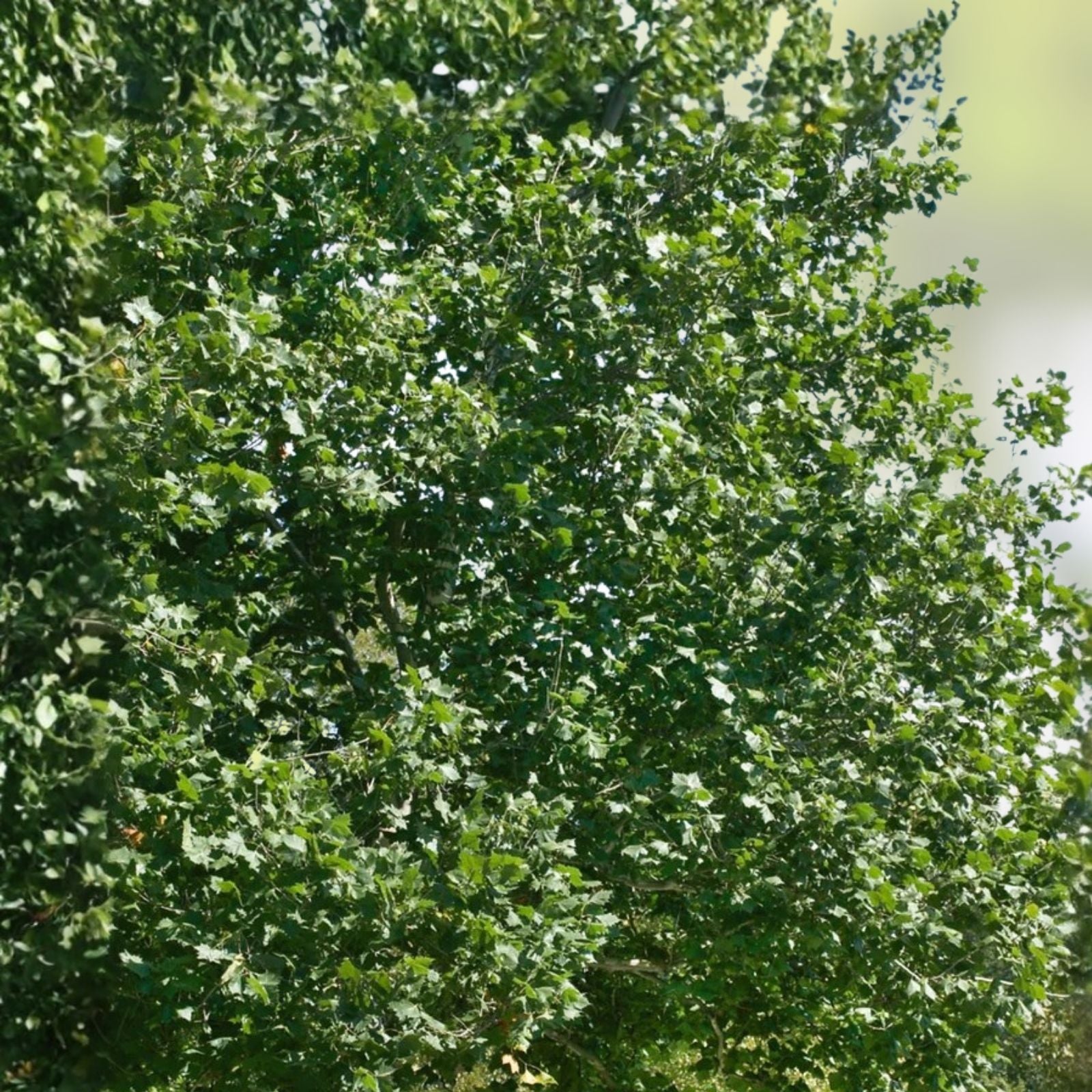 Sycamore Tree Bare Root Live Plant 18+ Inches Deciduous Shade Tree Platanus occidentalis