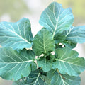 Collard Greens Seeds Vates Heirloom Variety 50+ | Live Plant, Cutting, or Starter Plant for Cooking & Salads