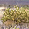 Silver Cholla Branches 3 Pieces 6-10" Drought-Resistant Cactus Decor Cylindropuntia Echinocarpa