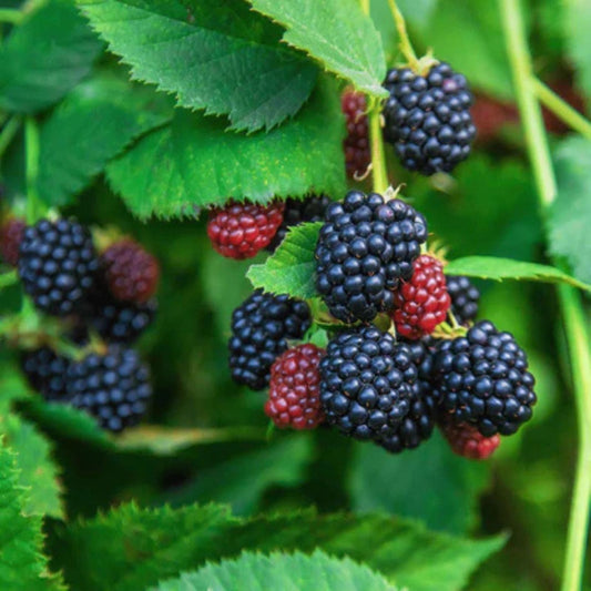 Organic Ouachita Thornless Blackberry Cuttings 6" Pack, Rubus fruticosus, Live Bare Root Plant, Starter Plant, Houseplant
