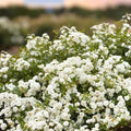 Rosa 'Icy Drift' Groundcover Rose Cuttings - 6 Shrub Planting Material for Garden Landscaping - Fresh Stock