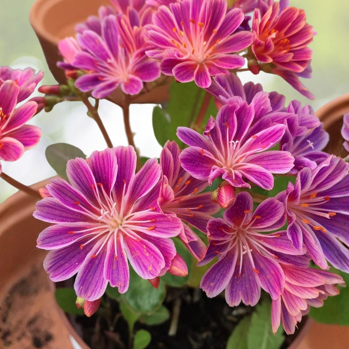 Lewisia Seeds 35 or 100 Pack Magenta Flower Non-GMO Perennial Garden Plant Lewisia spp.