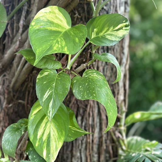Large Bare Root Climbing Pothos Plant 12-15" Epipremnum aureum, Multiple Leaves, Indoor Houseplant, New Harvest Quality