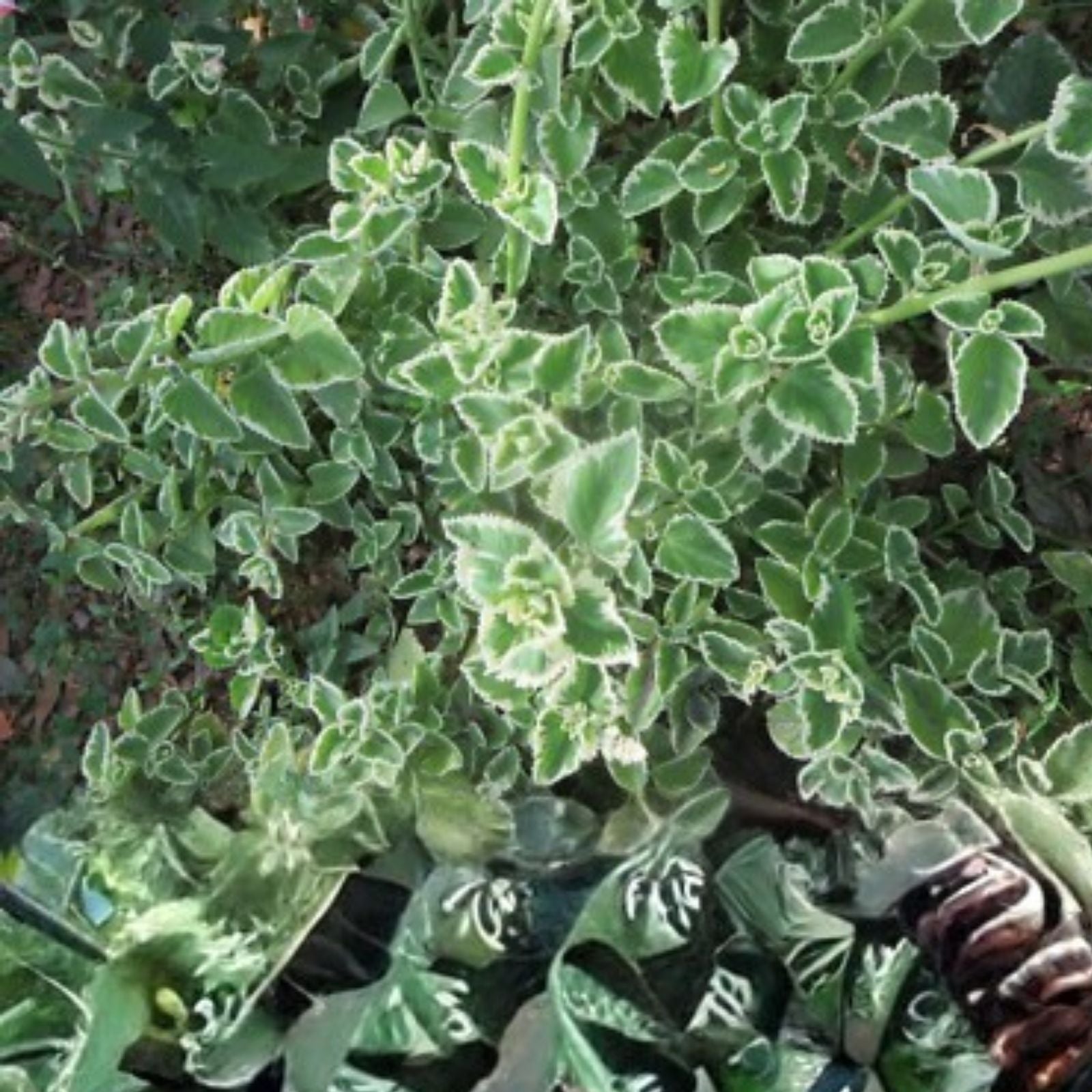 Variegated Cuban Oregano Cuttings Plectranthus amboinicus Herb Starter Live Plant Indoor Culinary