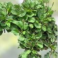 Set of 3 Plantago Major Live Plants Edible Perennials Herbal Garden Starter Plants
