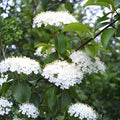Black Haw Viburnum Shrub – Native Perennial Plant, Landscaping, Wildlife Attractant, Hardy Viburnum prunifolium