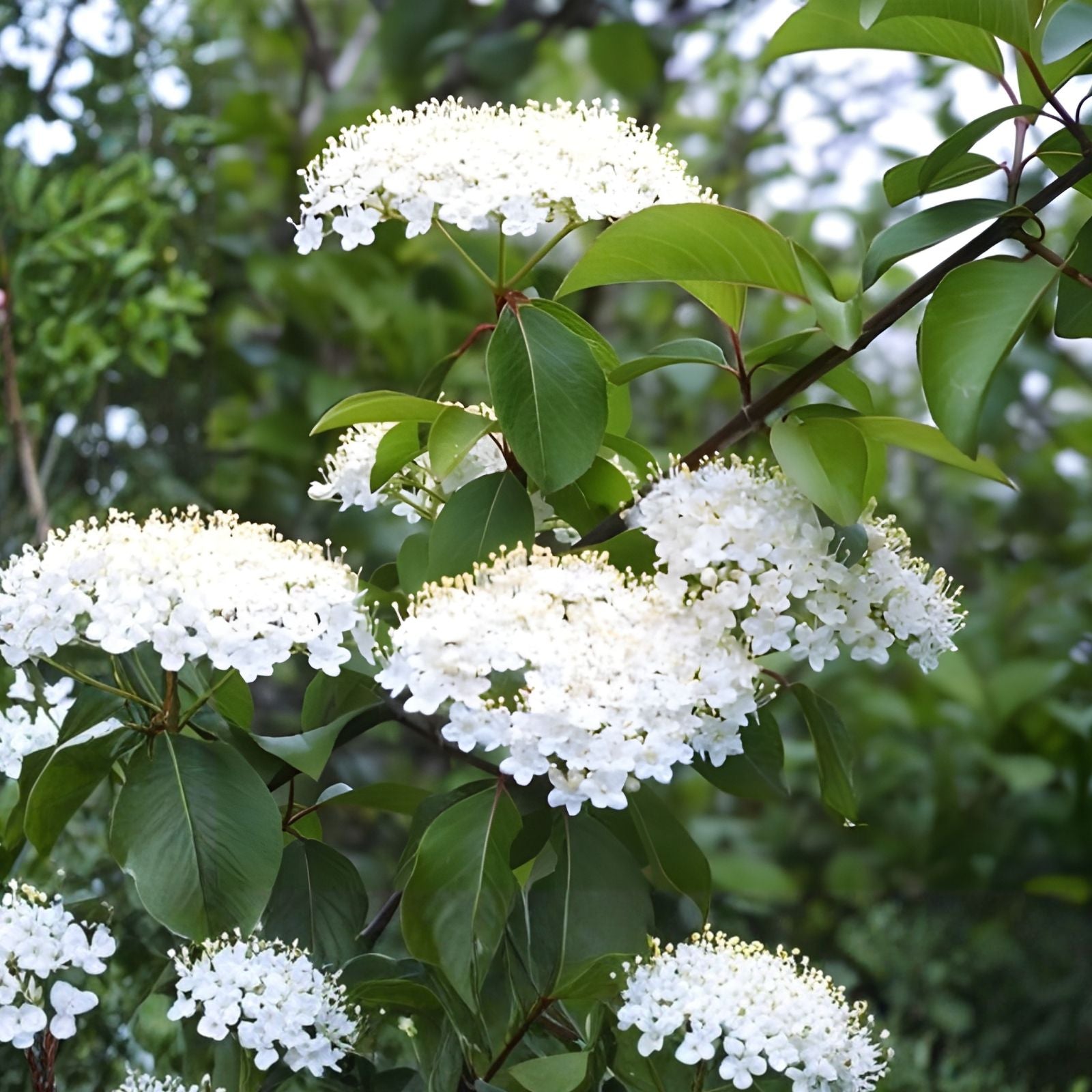 Black Haw Viburnum Shrub – Native Perennial Plant, Landscaping, Wildlife Attractant, Hardy Viburnum prunifolium