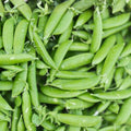 Dundale Pea Seeds Heirloom Non-GMO Edible Garden Planting Vegetable Seeds 50+ Pisum sativum