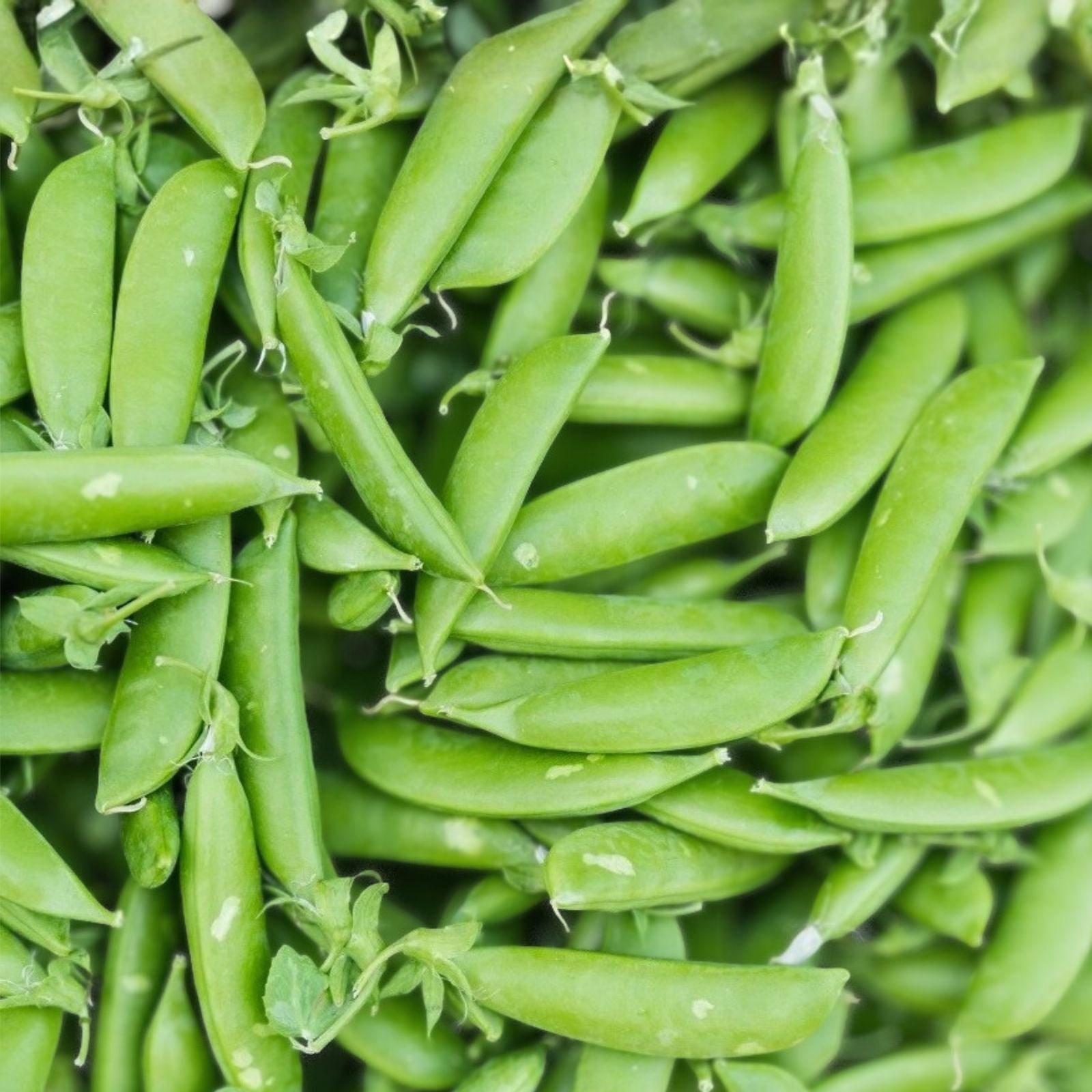 Dundale Pea Seeds Heirloom Non-GMO Edible Garden Planting Vegetable Seeds 50+ Pisum sativum