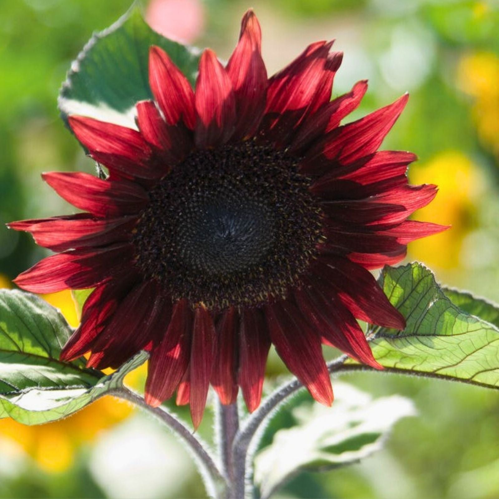 Red Sunflower Seeds 500 Count Bright Red Blooms Helianthus annuus Garden Flower Seeds