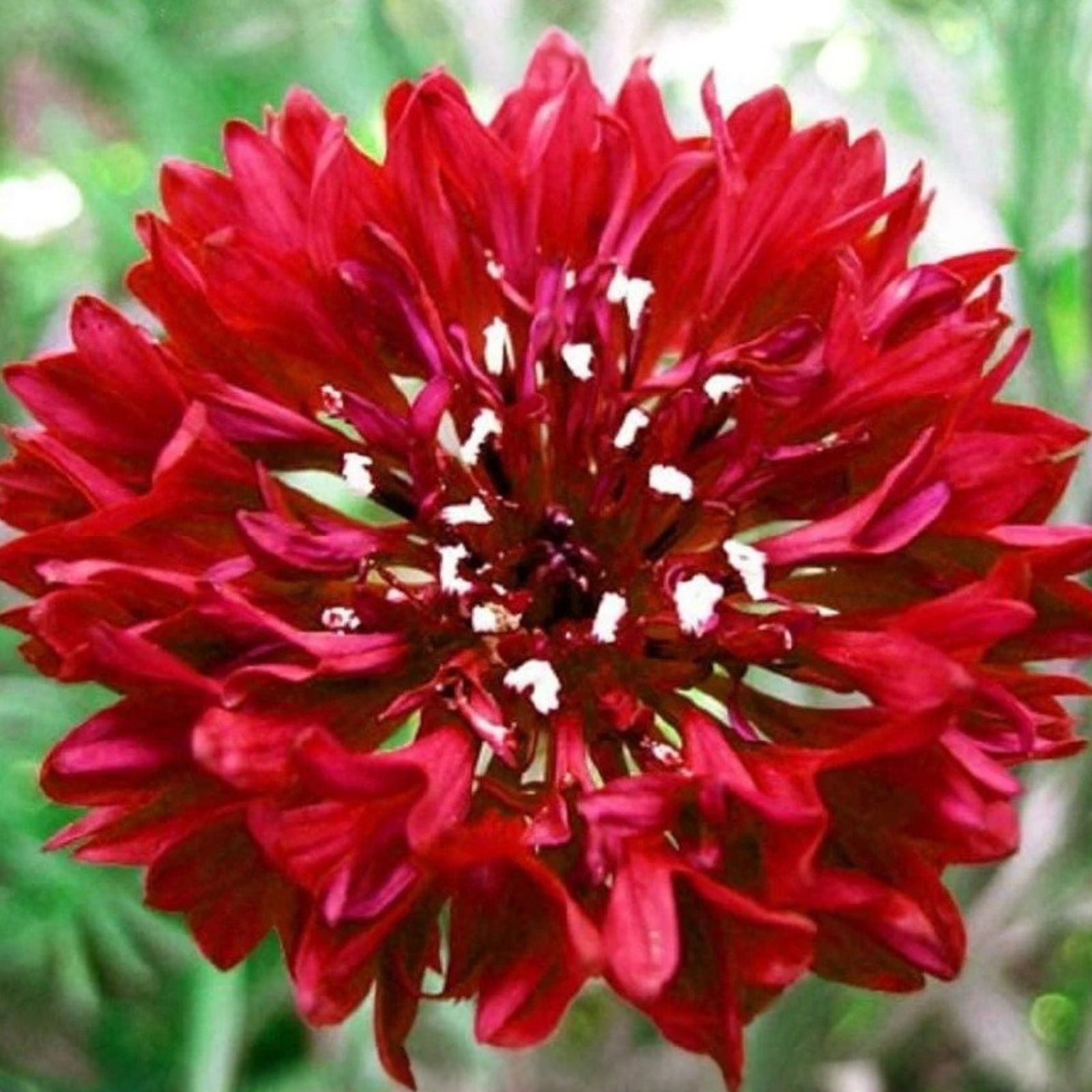 Bachelor Button Seeds 1000 Count Tall Red Centaurea cyanus Live Plant Cutting Bare Root Starter Flower Seeds