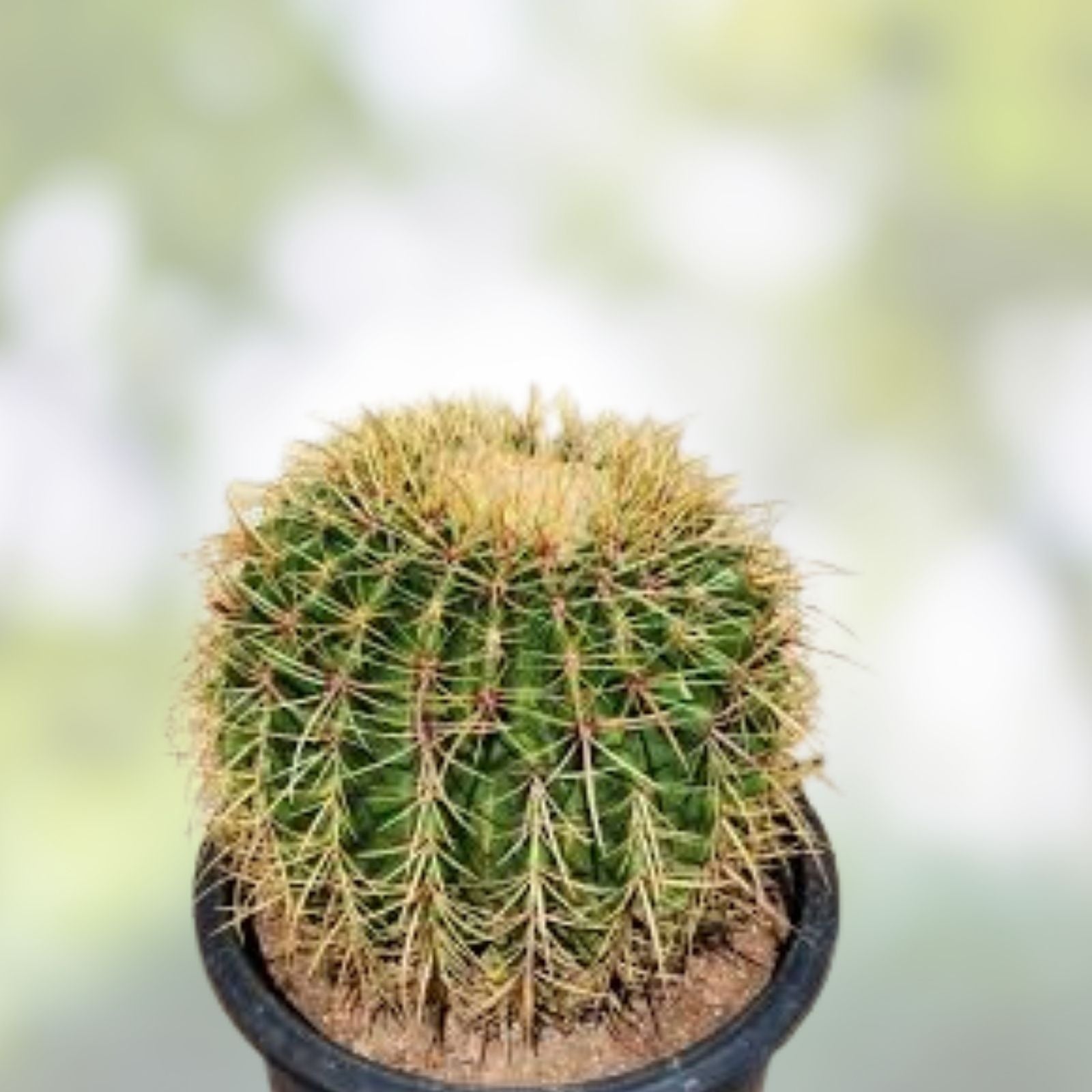 Barrel Cactus Live Plant | Echinocactus Grusonii x Ferocactus Gracilis Hybrid | Unique Desert Succulent | Fast Shipping